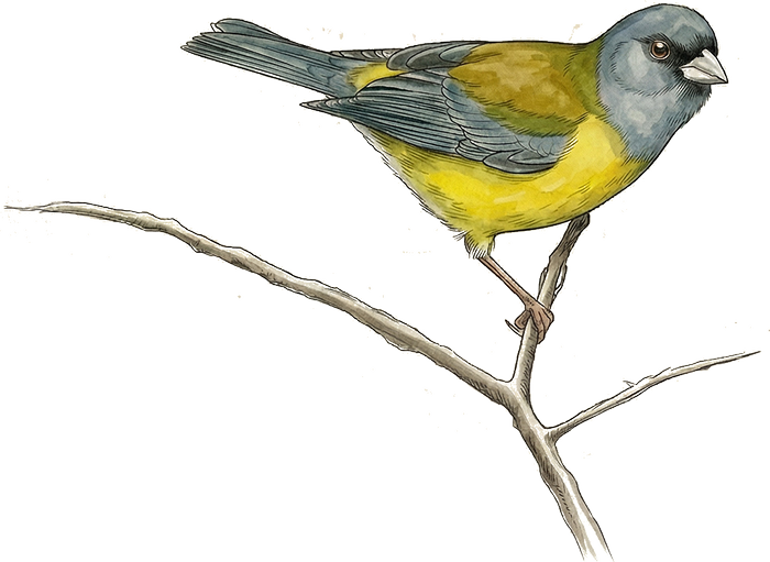 Ilustración de un cometocino patagónico sobre una rama.