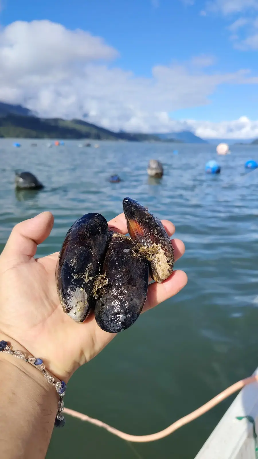 Mano sosteniendo un chorito recién extraído del agua