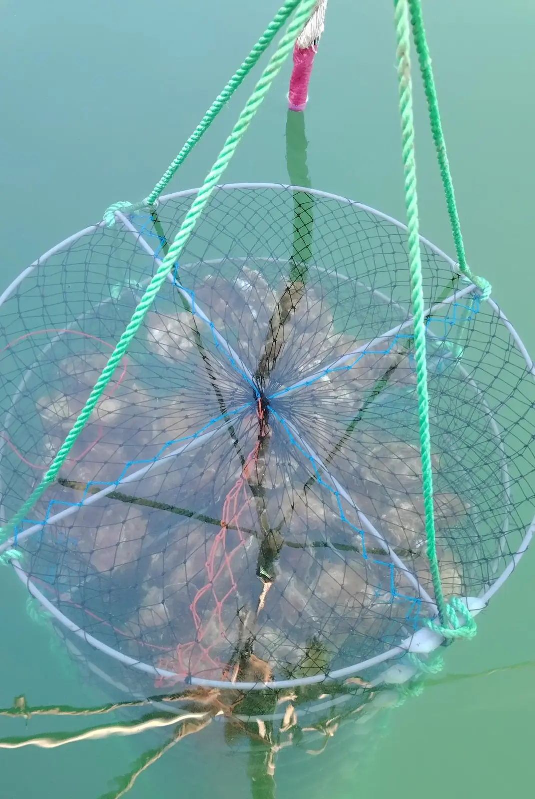 Trampa de cultivo suspendida en el estuario