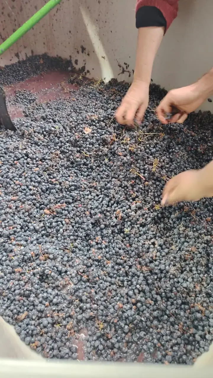 Manos seleccionando uvas recién cosechadas