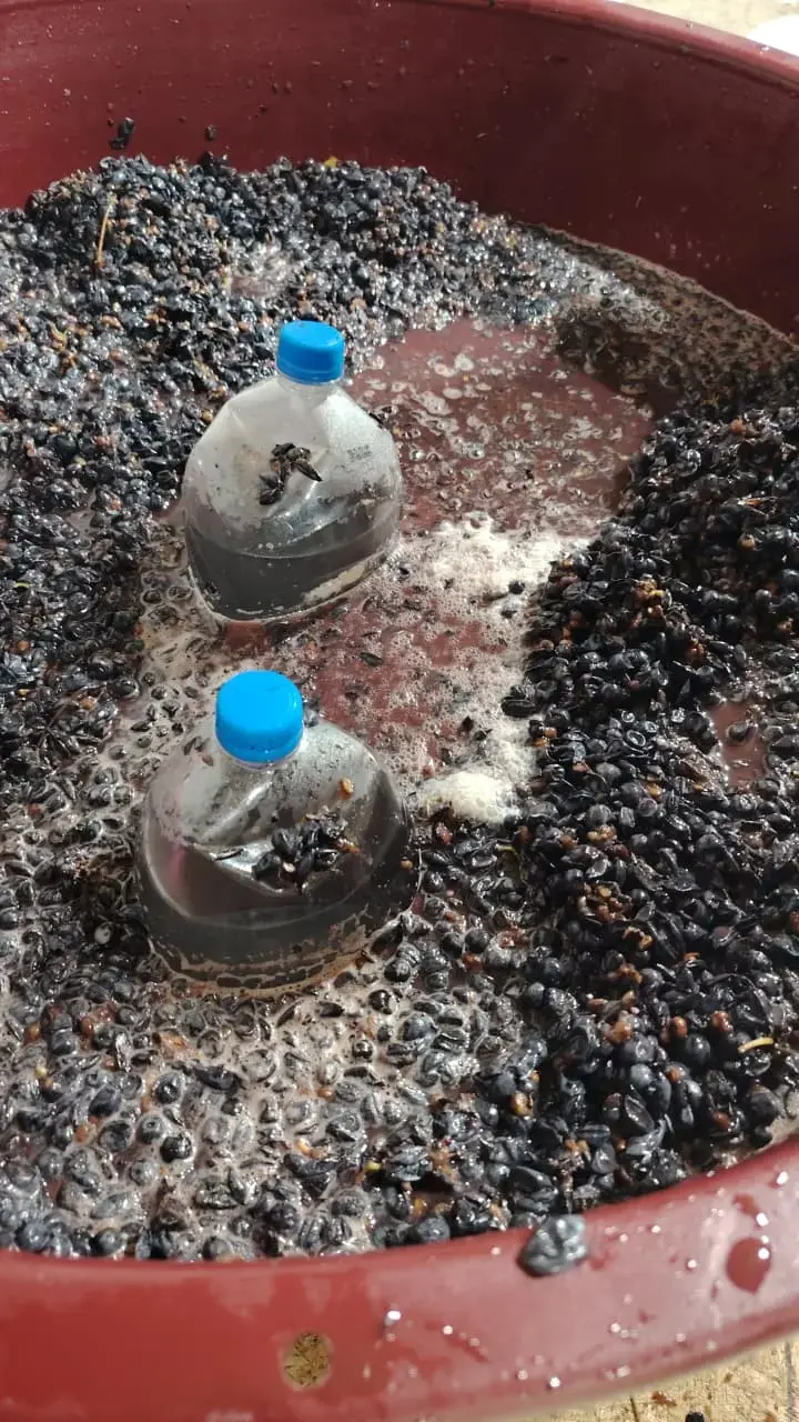 Uva en fermentación en un fondo de madera
