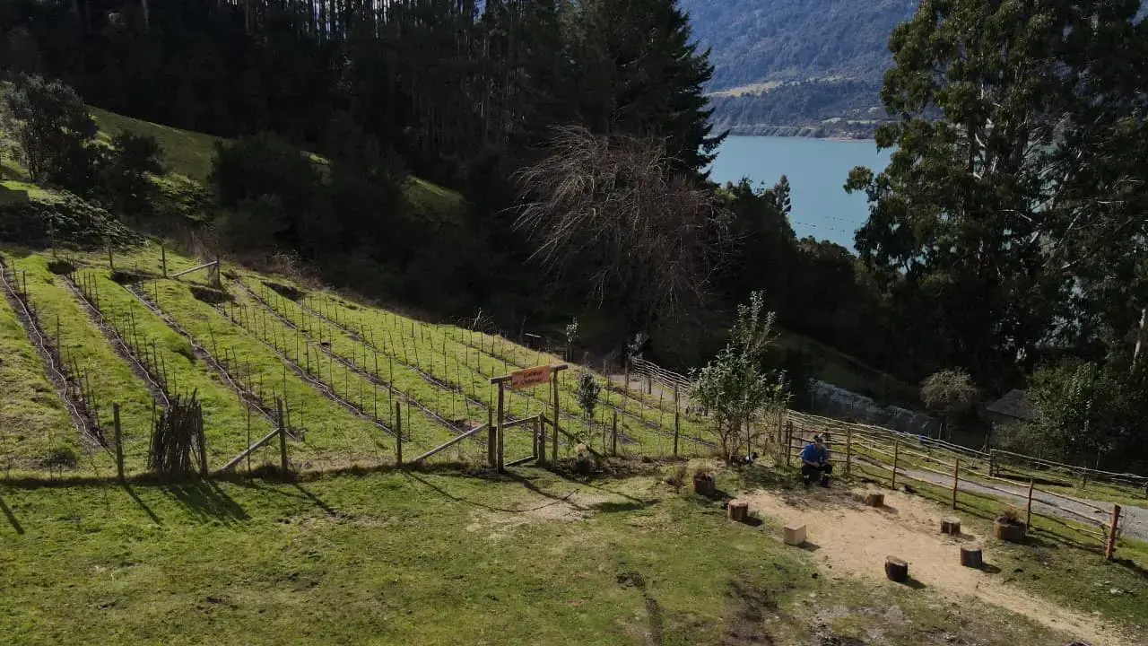 Grupo de personas en una jornada comunitaria de plantación en la viña