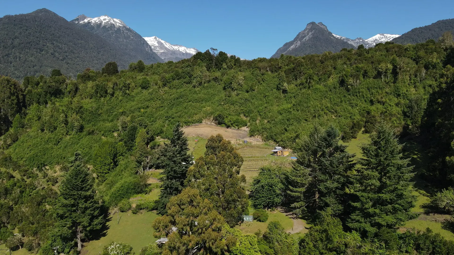 Paisaje de montaña y bosque nativo sobre la viña