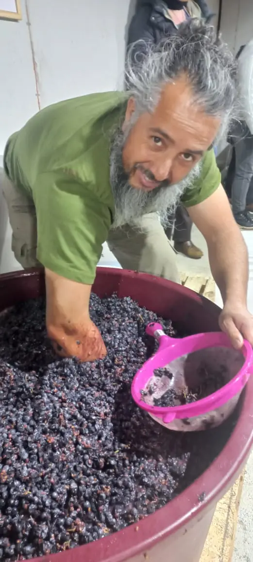 Pisado tradicional de la uva, a mano