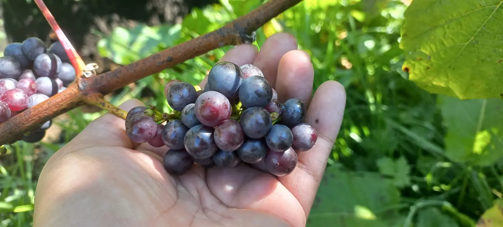 Racimo de uvas recién cosechado sostenido en una mano, junto a la vid