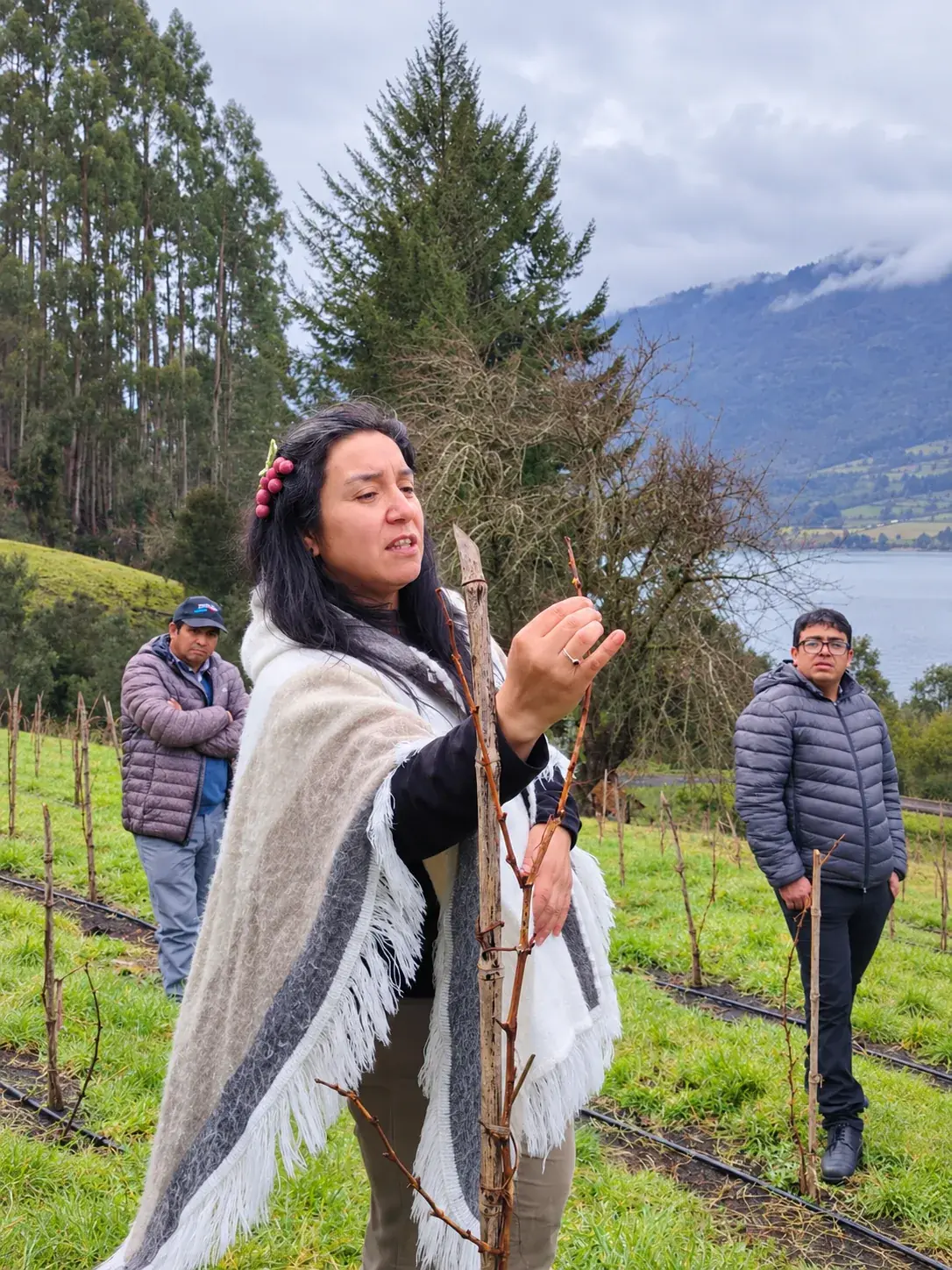 Anfitriona muestra una planta de vid joven junto a las hileras