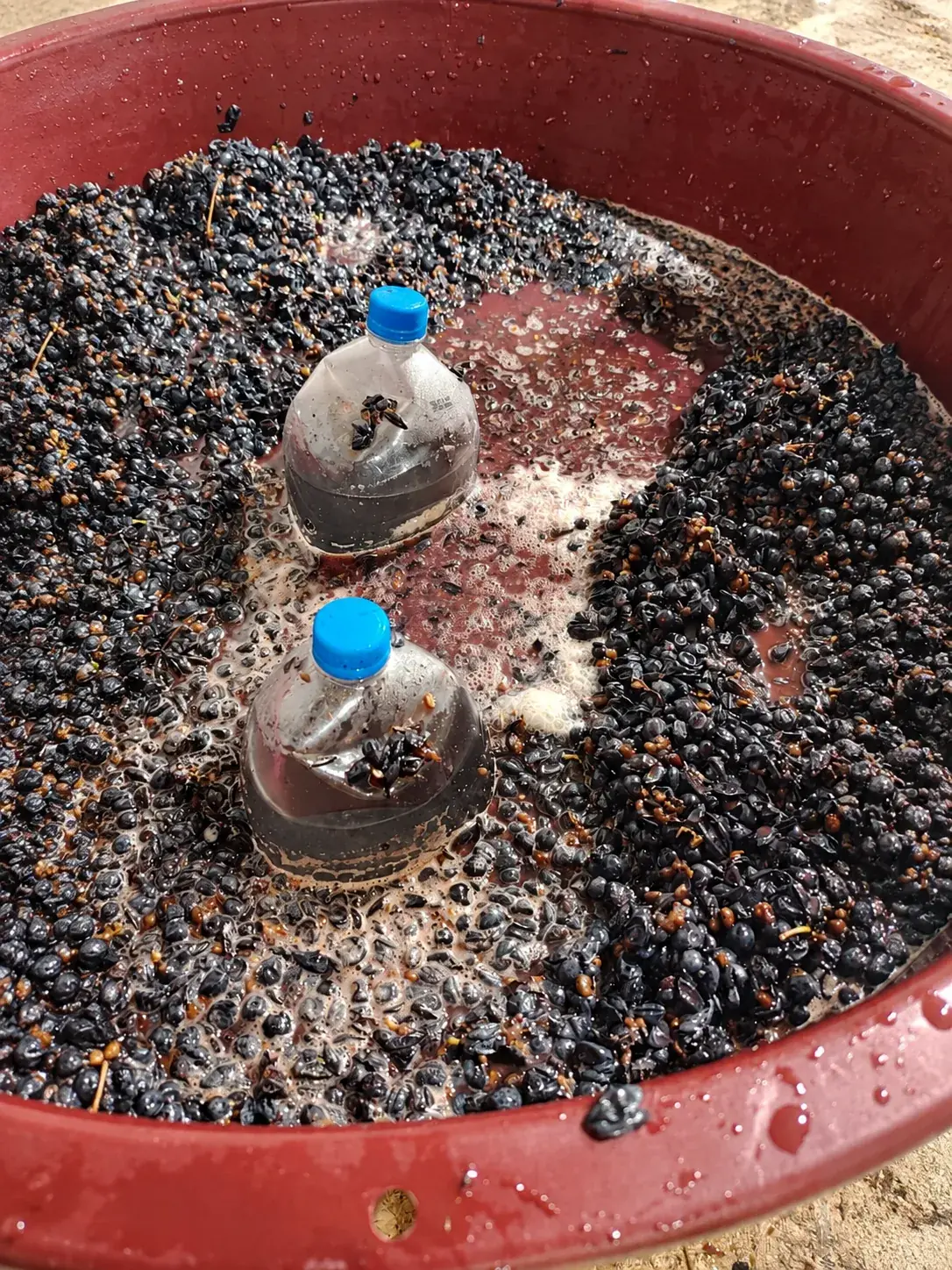 Recipientes de vidrio en una tina durante la elaboración del vino