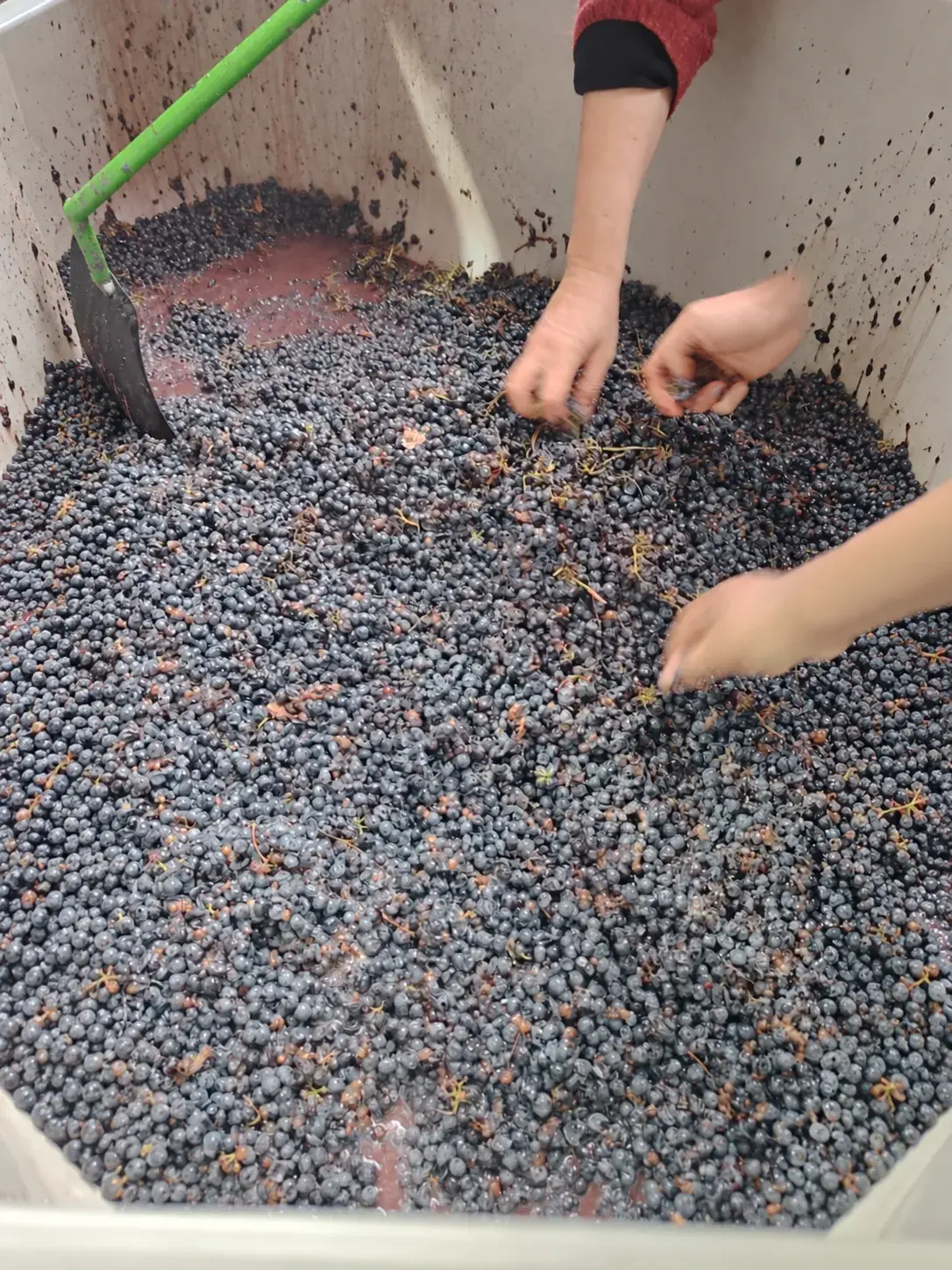 Manos seleccionan uvas durante la vendimia