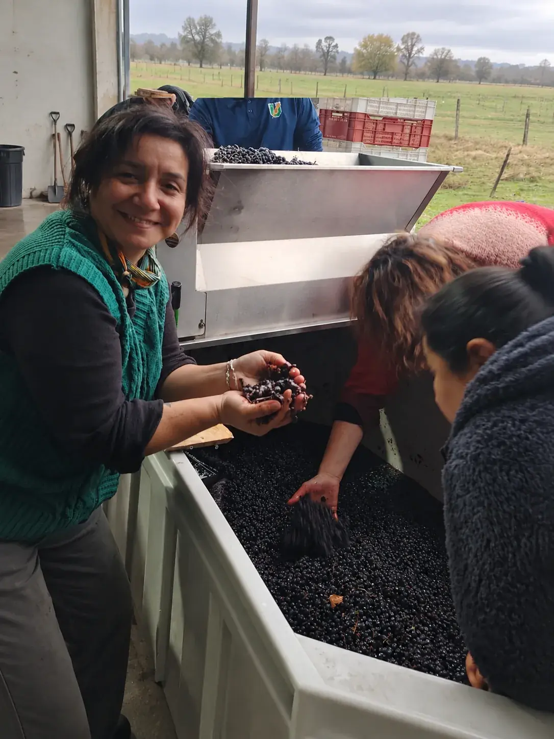 Participantes seleccionan uvas durante la vendimia