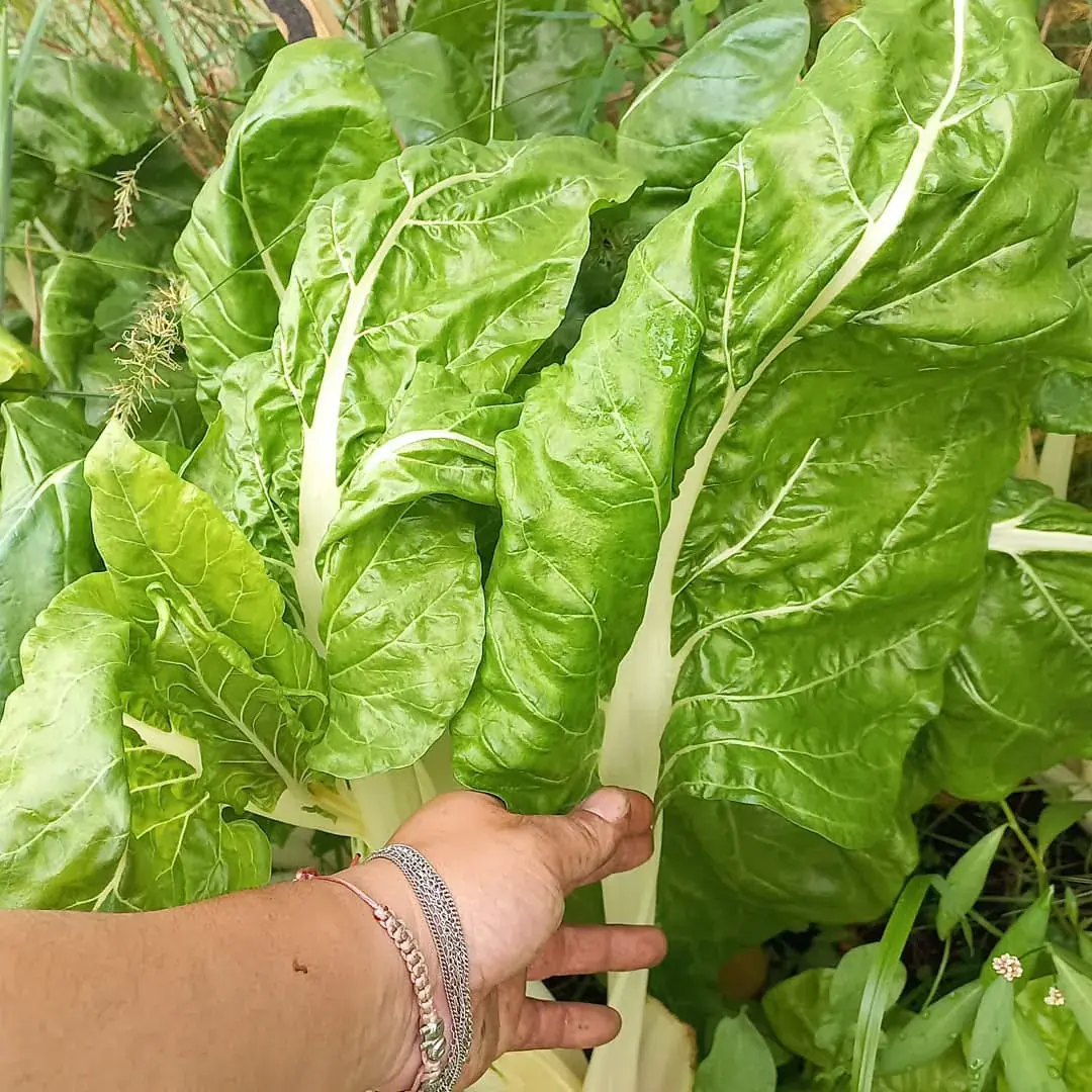 Acelgas creciendo en la huerta