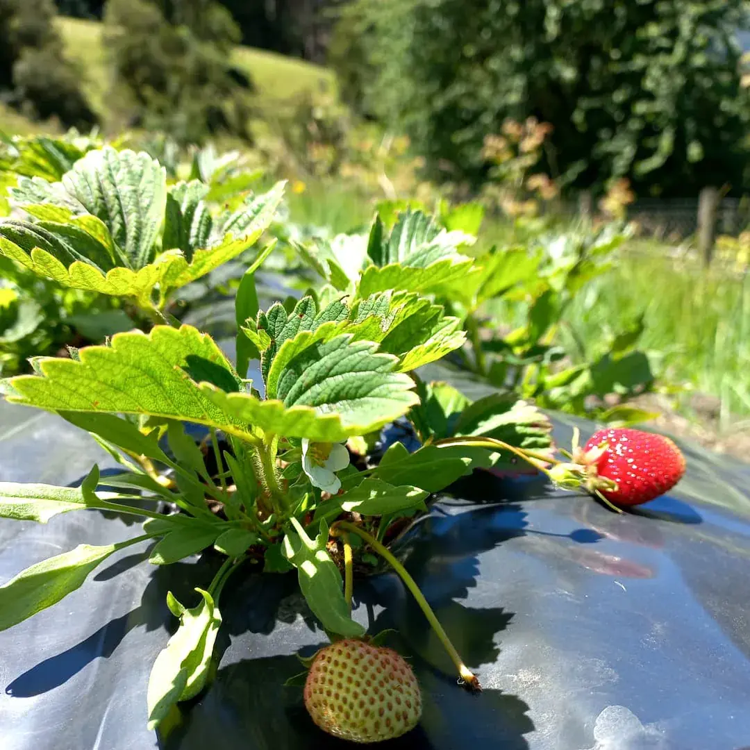 Frutillas maduras creciendo en la huerta