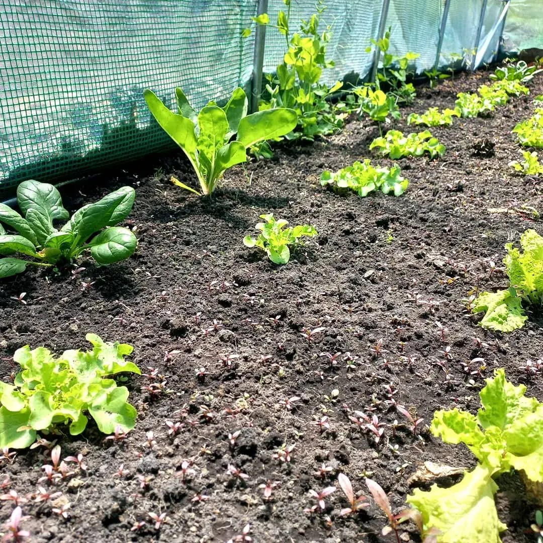 Cultivos organizados dentro de un invernadero