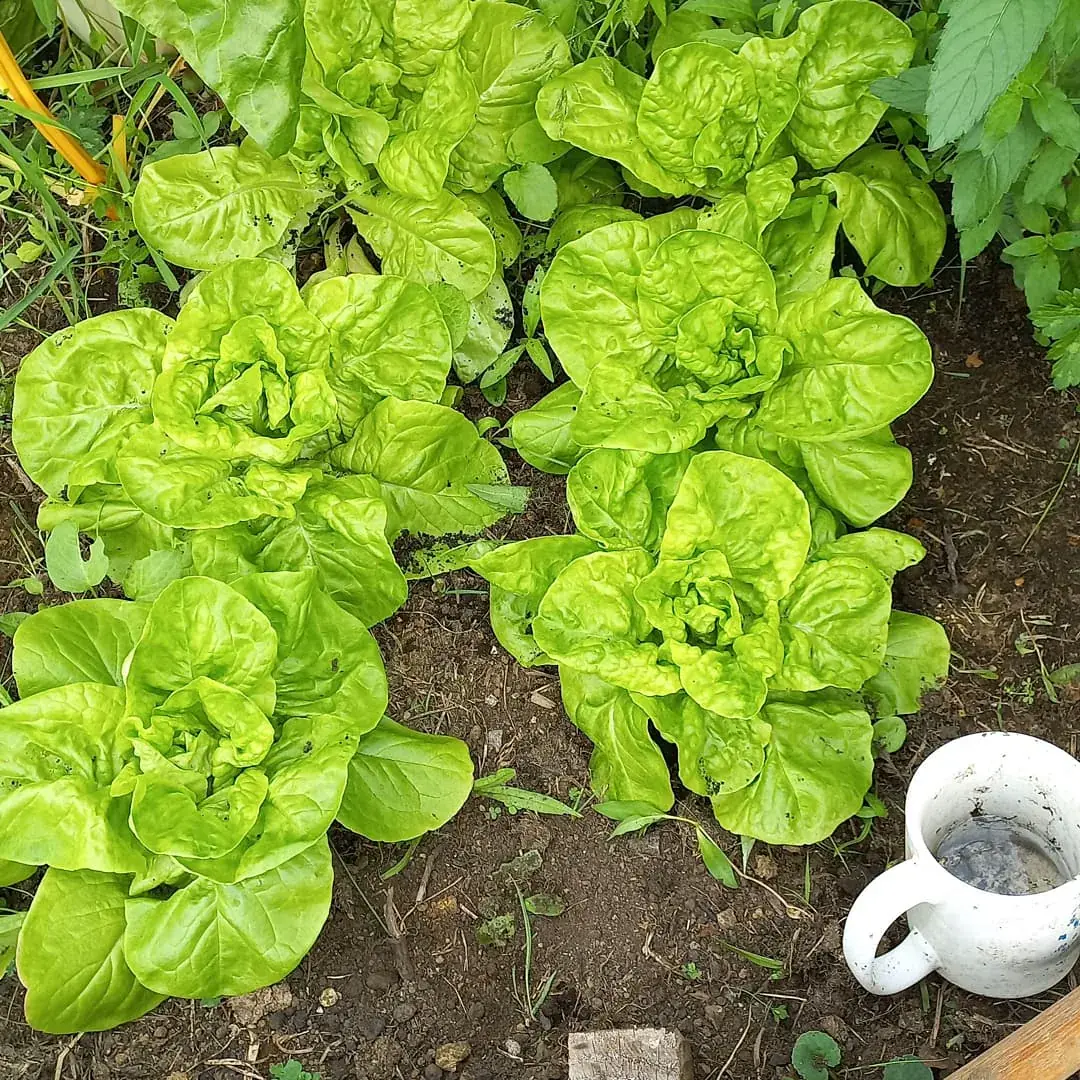 Lechugas creciendo en una cama de cultivo