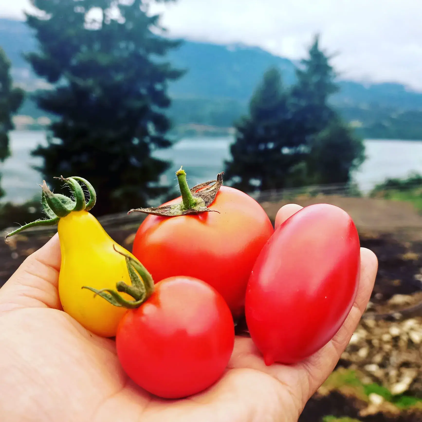 Tomates de distintos colores cosechados en la huerta