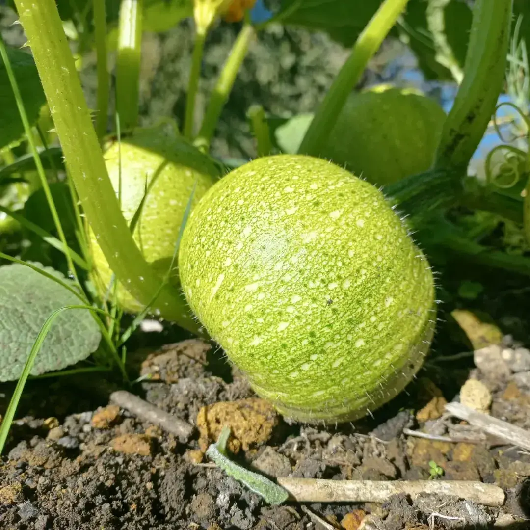 Zapallos creciendo entre las plantas de la huerta