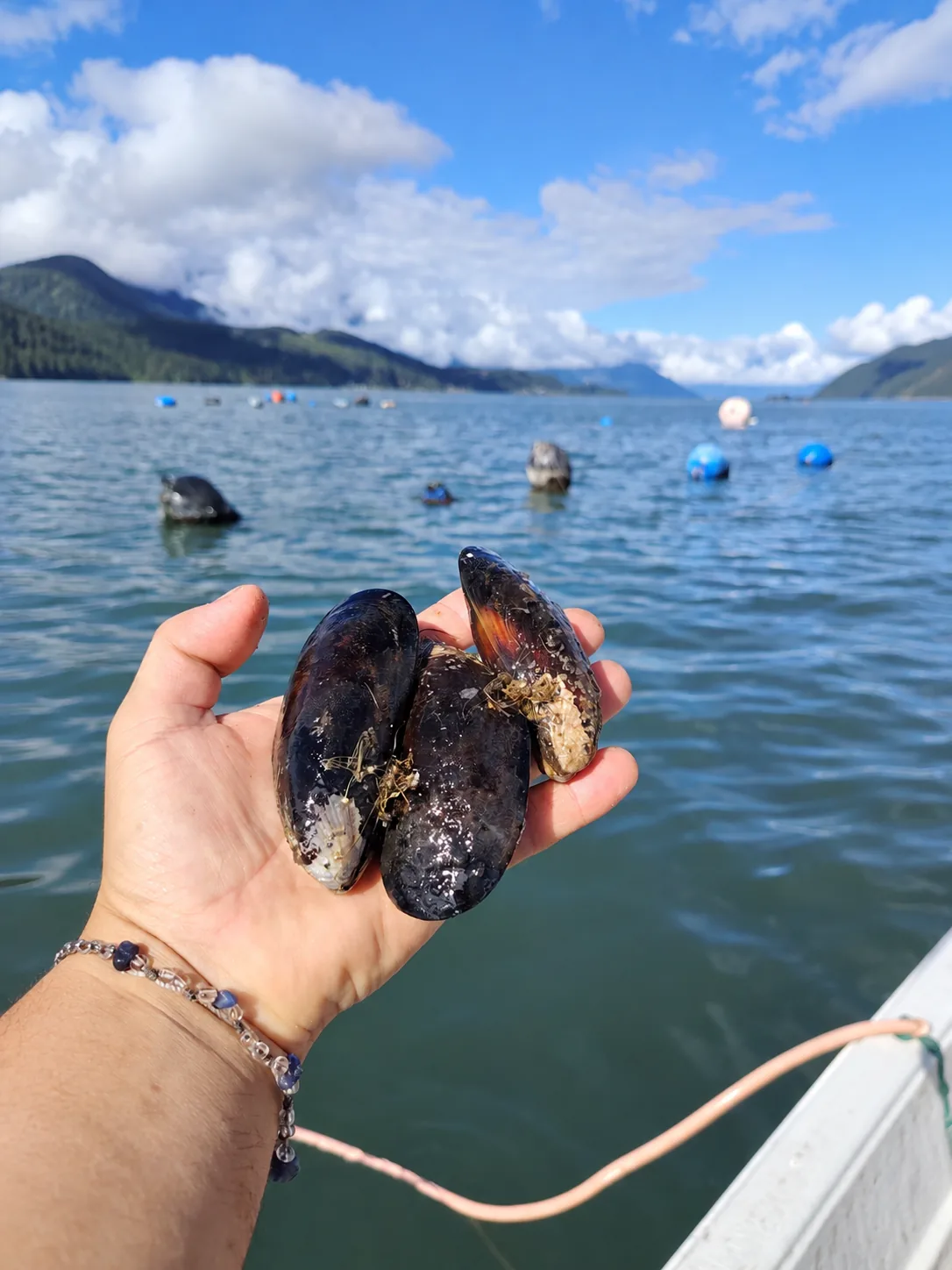 Choritos sostenidos frente al estuario