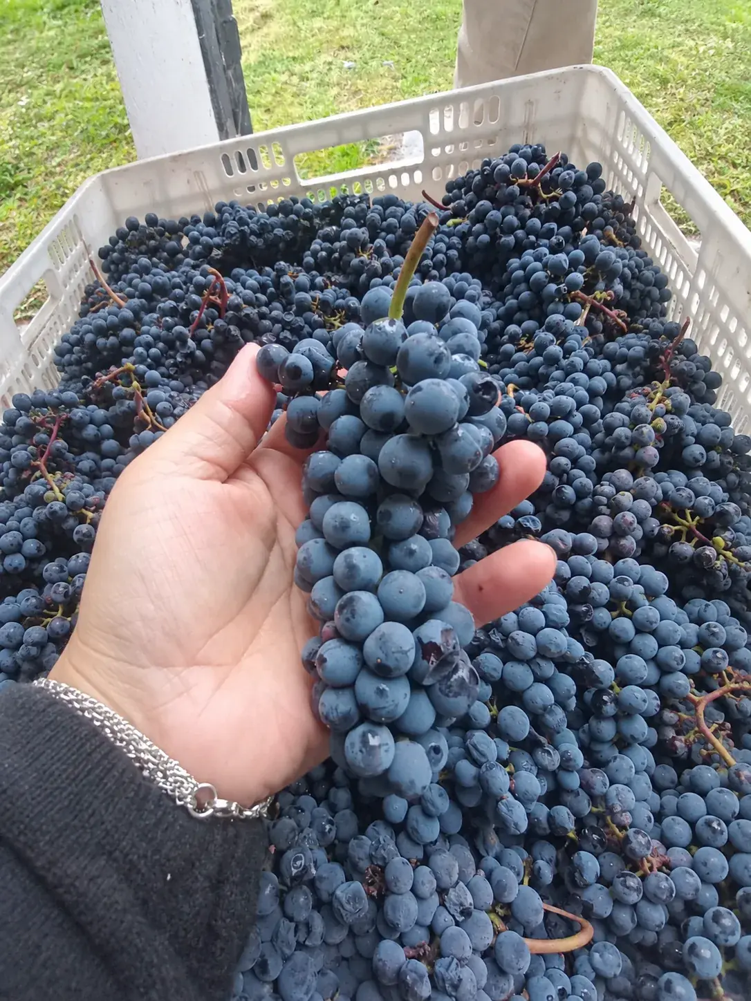 Una mano sostiene un racimo de uvas tintas recién cosechadas